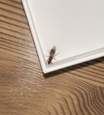 IMG_4280.jpeg