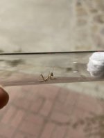 IMG_2339.jpeg