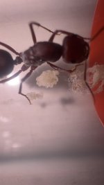 IMG_0915.jpeg