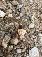 IMG_5290.jpeg