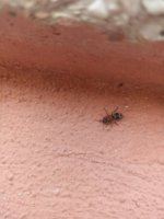 IMG_20250614_174258.jpg
