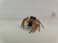 IMG_20250614_181658.jpg