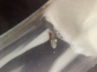 IMG_0210.jpeg