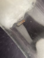 IMG_0209.jpeg