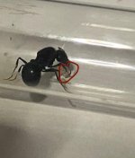 IMG_2744.jpeg