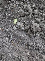 IMG_2381.jpeg