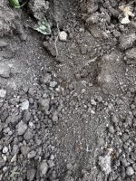 IMG_2382.jpeg