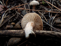 resim_2025-06-15_215557620.png