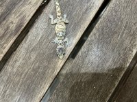 IMG_0090.jpeg