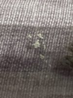 IMG_9037.jpeg