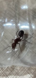 IMG_7575.jpeg
