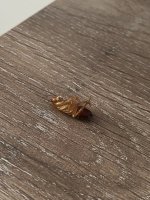 IMG_0732.jpeg