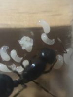 IMG_3769.jpeg IMG_3769.jpeg