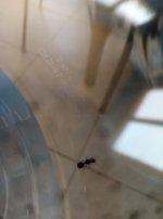 IMG_20250617_121038.jpg
