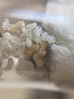IMG_3987.jpeg