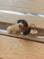 IMG_3995.jpeg