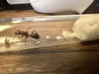 IMG_2082.jpeg