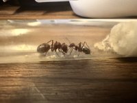 IMG_2083.jpeg