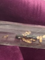 IMG_5339.jpeg