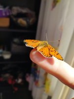 IMG_20250618_085337.jpg