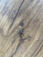 IMG_0202.jpeg