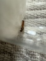 IMG_5355.jpeg