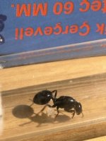 IMG_2353.jpeg
