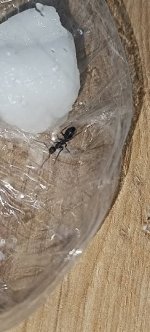 IMG_20250618_210301.jpg