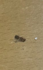 IMG_1800.jpeg