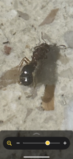 IMG_1798.png