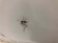 IMG_7349.jpeg