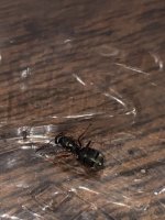 IMG_7584.jpeg