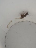 IMG_0932.jpeg