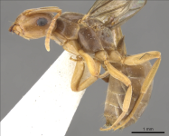 lasiusbicornis1.png