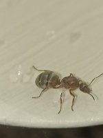 IMG_20250619_182044.jpg