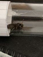 IMG_1223.jpeg