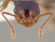 Crematogaster_mormonum_casent0005671_head_1.jpg