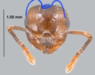 Crematogaster.lineolatawork.head.jpg
