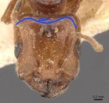 300px-Crematogaster_lorteti_casent0908484_h_1_high.jpg