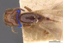 300px-Crematogaster_lorteti_casent0908484_d_1_high (1).jpg