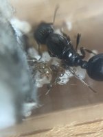 IMG_4421.jpeg