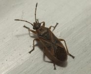 Arocatus_longiceps02.jpg Arocatus_longiceps02.jpg