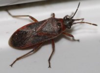 2017_10_17_Arocatus_longiceps.jpg 2017_10_17_Arocatus_longiceps.jpg