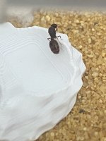 IMG_2792.jpeg