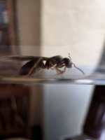 IMG_2494.jpeg
