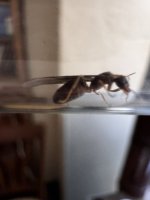 IMG_2493.jpeg