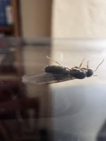 IMG_2489.jpeg