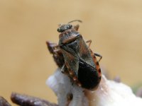 Arocatus_melanocephalus (1).jpg Arocatus_melanocephalus (1).jpg