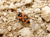 Horvathiolussuperbus.png Horvathiolussuperbus.png
