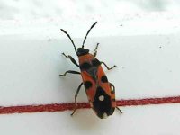 Stink_bug_chinche_120eue.jpg Stink_bug_chinche_120eue.jpg